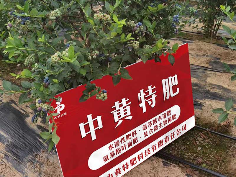 王大姐家种植的蓝莓施用水溶肥为什么比别人家的早熟了？